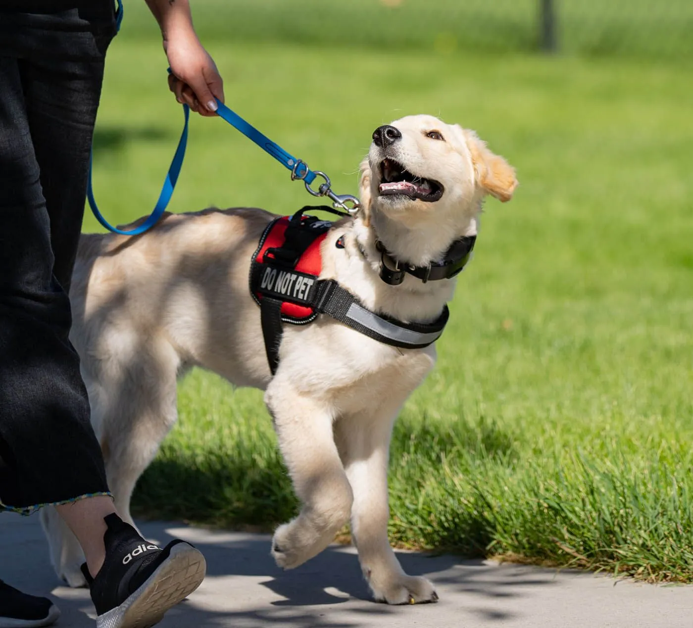 Structured Dog Training Programs Arizona: Building Reliable, Well-Behaved Dogs